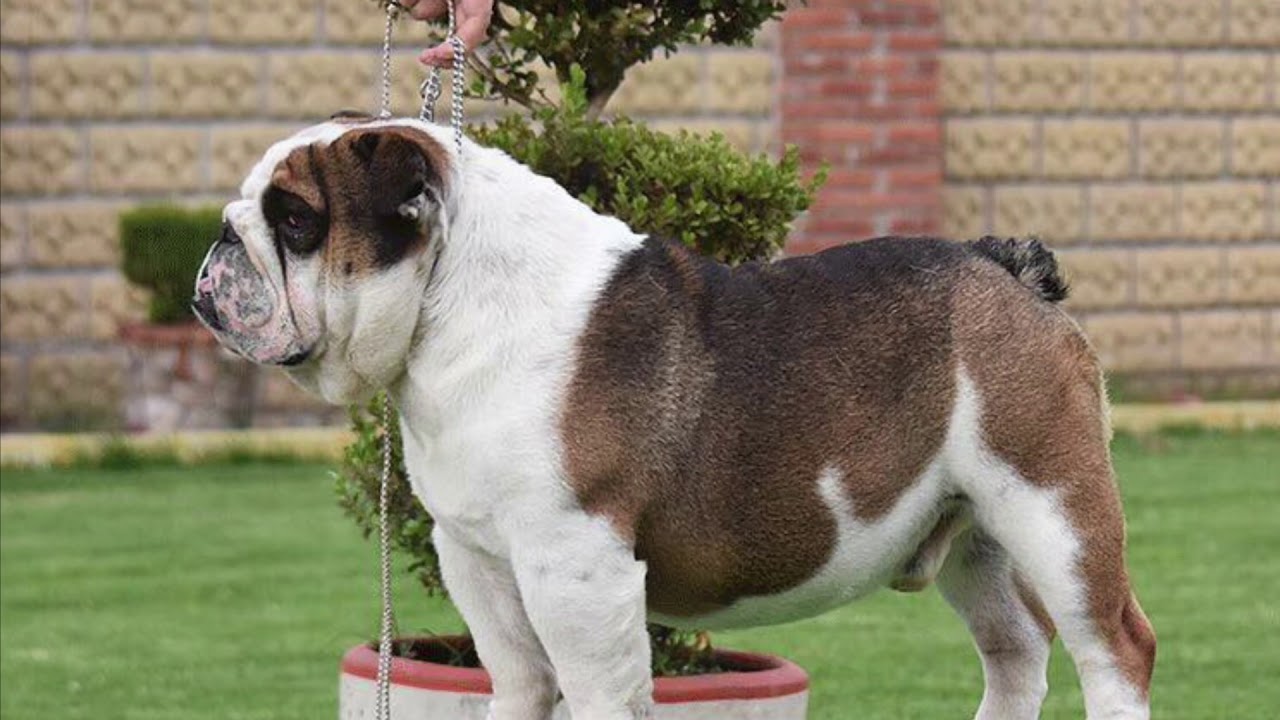 D’NAHROS STAR POSEIDON puppy paradise