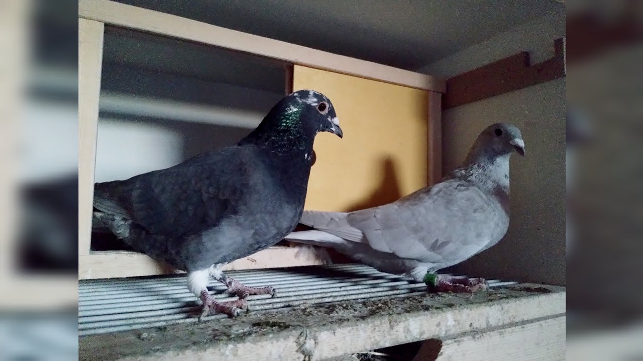 S:3 E:6: 🕊️PROSTUJEMY SKRZYDEŁKA 🕊️ Oblot samczyków 🔥 Koniec obijania się 😁😁