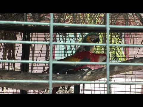 Parrot Enrichment 