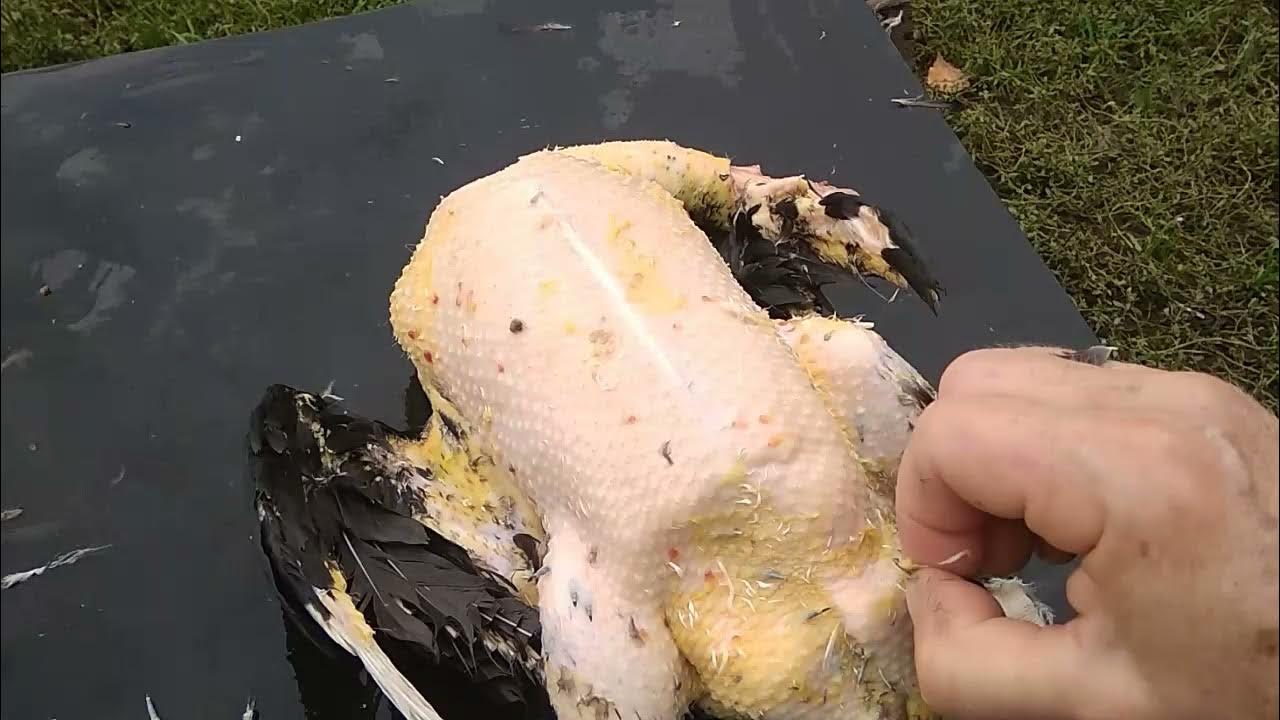 Утку ощипать быстро и легко. Машинка для ощипки гусей. Утку ощипать быстро и легко. Шпарчан для птицы. Утку ощипать быстро и легко.