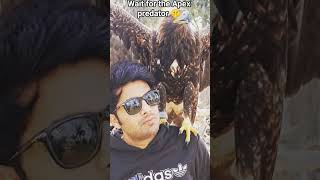 Close Encounter 🦅⚡ The ultimate apex predator