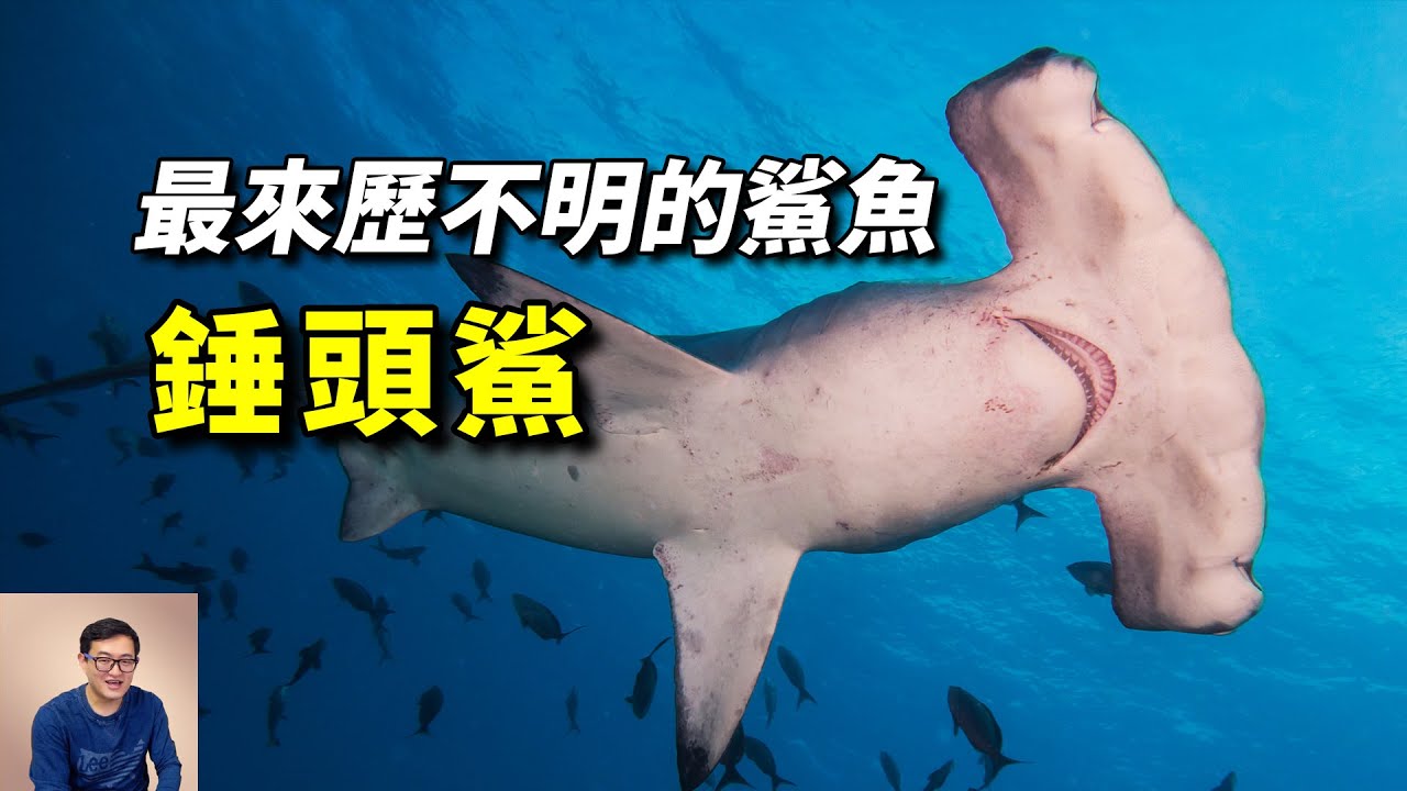 進化過程顛覆認知，掌握克隆技術，吃海草也能活，最像外星生物的鯊魚家族——錘頭鯊【老肉雜談】#動物 #海洋生物 #野生動物 #鯊魚 #shark