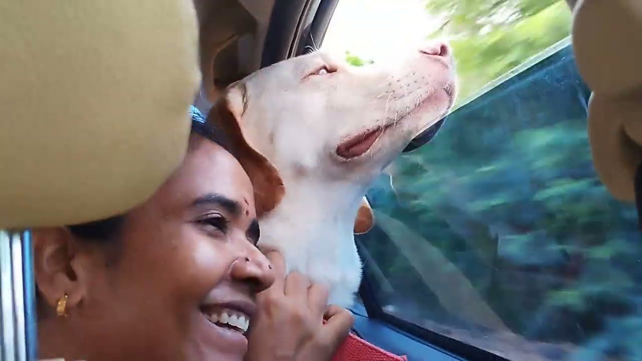       dogsvideo  petlover  puppy  dog  vlog  viral  funny doglover