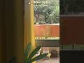Dayinmylife#routinevlog #shortsintamil #shortsvideos #tamil