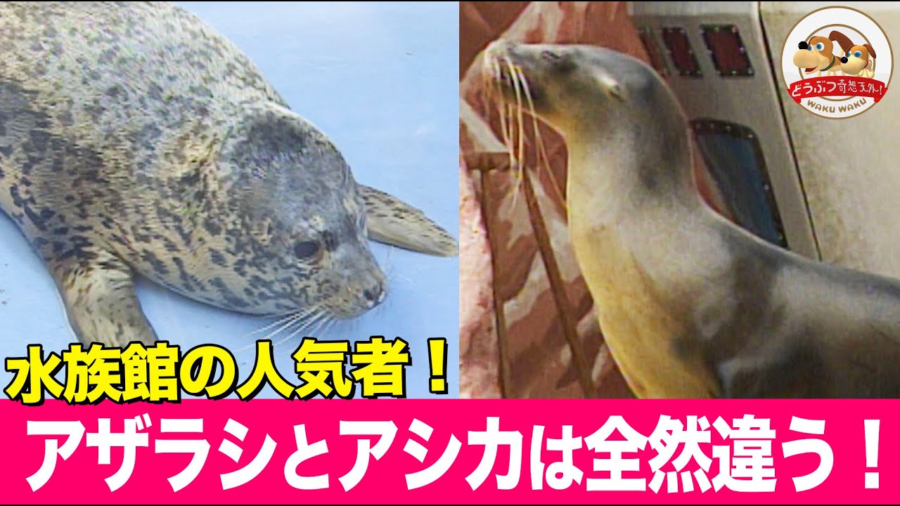 How to tell the difference between seals and sea lions! Here's