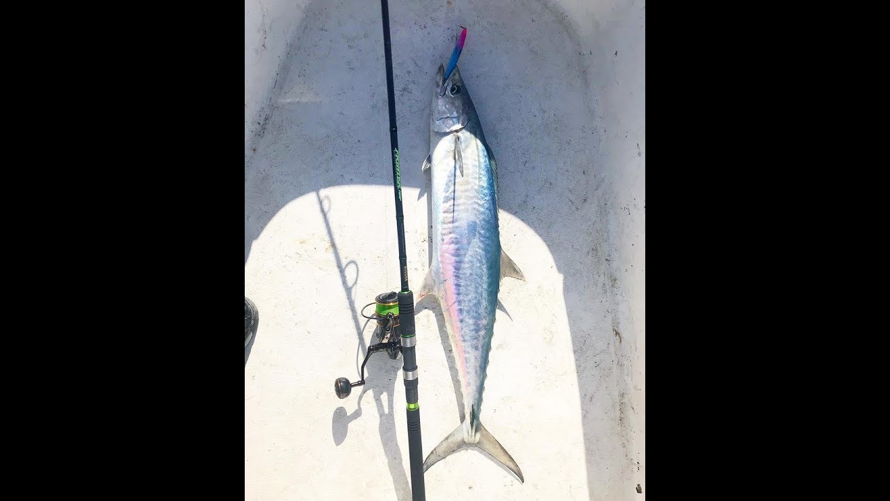 King mackerel vs BOSSNA rod Fighter 76 XG and reel Pitbull GX 4500H