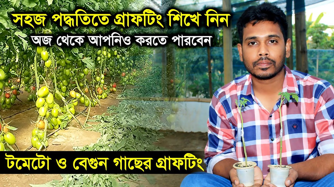 নিজে নিজেই করুন সামার টমেটো গ্রাফটিং || Summer Tomato Grafting Technique | গ্রীষ্মকালীন টমেটো