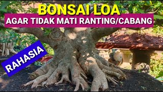 Tips Agar Bonsai Loa Tidak Mudah Mati Ranting/Cabang di Pot