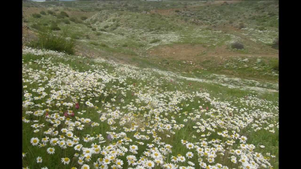 Sarız Oğlakkaya Köyü Yaylası