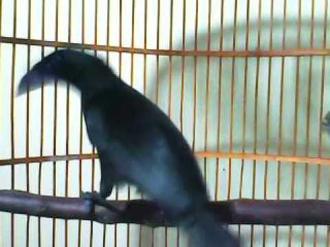 15 Best Burung Deot Burung