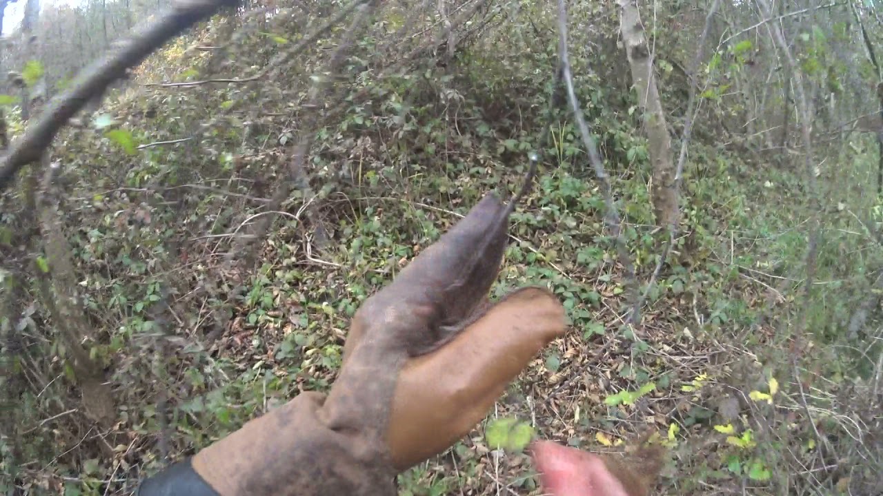 GOSHAWK CHASING PHEASANT 2021