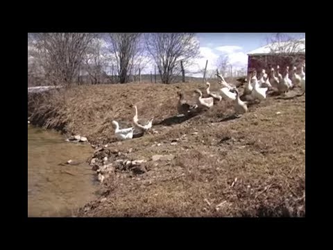 Reel Life at Farm Sanctuary - Ep. 7: The First Sign of Spring