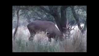 Red Stag hunt at Reserva La Colorada, La Pampa, Argentina