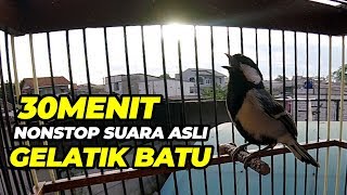 30 Menit NONSTOP Suara Burung Glatik Batu Pikat Durasi Panjang | GOPRO Experiment