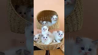 Cute Kittens❤️【1】#Shorts #Cutecat520 #Cat #Kittens #Pets