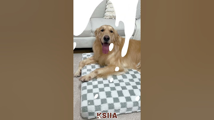 🐾 Fluffy Golden Retriever Approved Plush Dog Bed with Amazing Bounce! #goldenretriever #golden