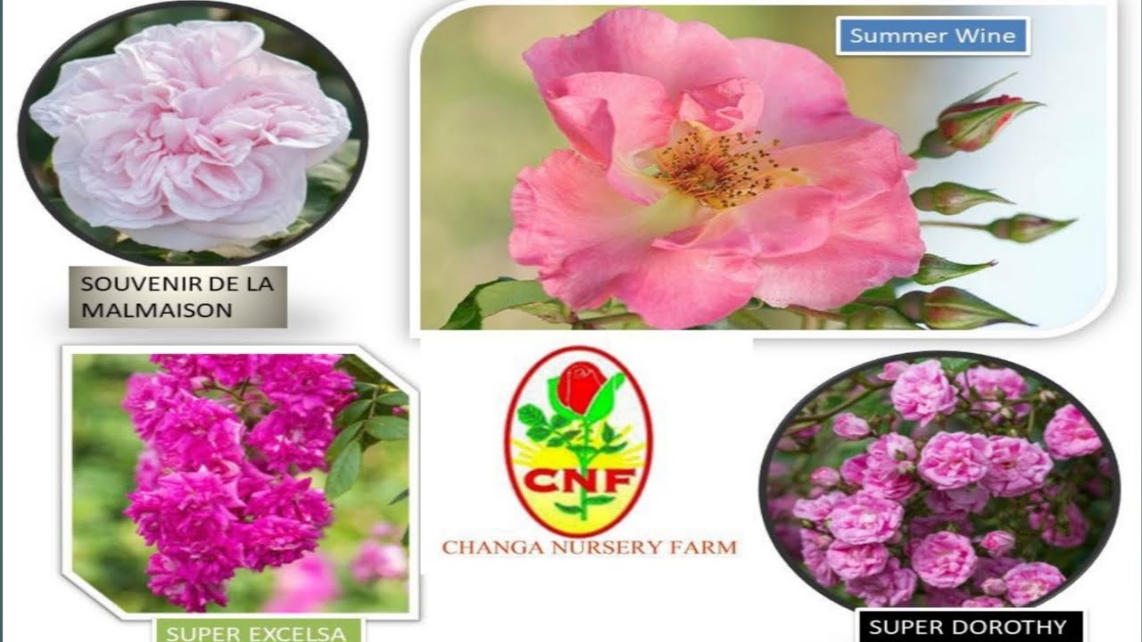 Changa Rose Specialist Nursery Visit