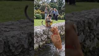 Title:Monkey vs Dog Funny Fight 😂🐒🐕#Tags:#MonkeyVsDog #FunnyAnimals #DogVsMonkey #ComedyShorts #Funn