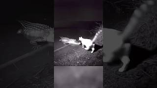 Cat Rides Alligator Caught On Night Cam