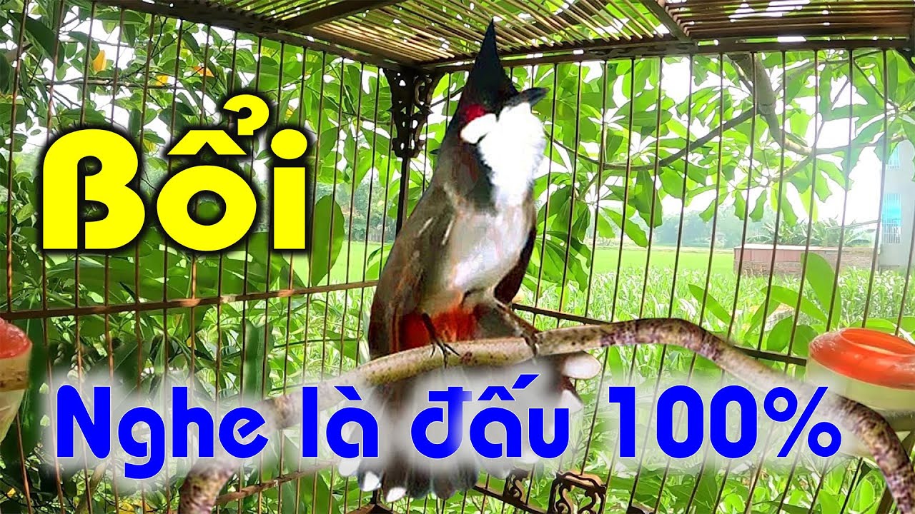 Chào Mào Kích Bổi Lên Lửa, Luyện Chào Mào Mái - Chào Mào Mái Kích Trống Hót Căng Lửa. Chào mào mái