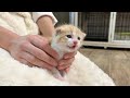 抱っこが嬉しくて可愛い声で鳴く子猫 生後16日【ミドくん日記#9】Kitten happy to be cuddled and purring in a cute voice.