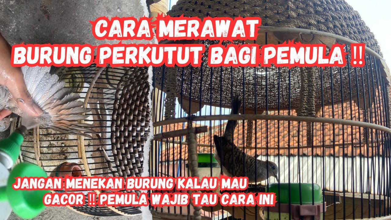 TIPS PERAWATAN PERKUTUT BARU BELI DARI OMBYOKAN ⁉️ PEMULA JANGAN SAMPAI SALAH RAWATAN ‼️