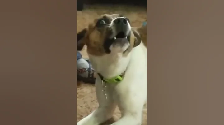 Dog Barks Around The World