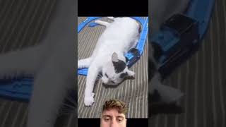 Cat Dances