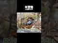 この鳥を絶対に見つけないでください。 #shorts #野鳥