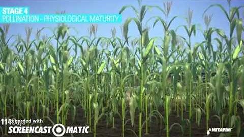 Subsurface Drip Irrigation of Corn by Netafim