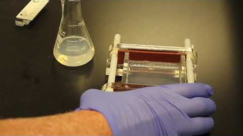 Drosophila Mutant Lab, Protocol Video