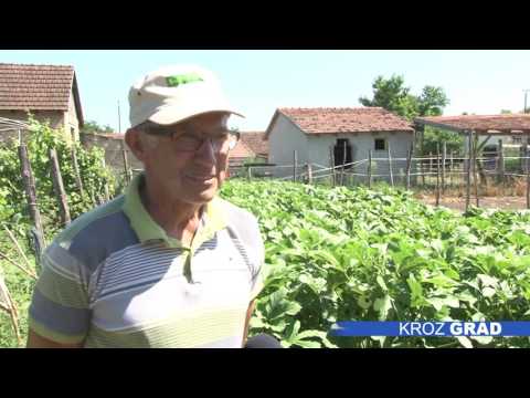 Video: Šta je kineska rabarbara – saznajte više o uzgoju ukrasne rabarbare