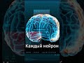 Феномен мозга: как 100 миллиардов нейронов работают вместе