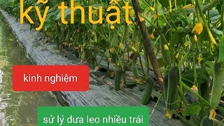 kỹ thuật và kinh nghiệm cách sử lý dưa leo (dưa chuột)nhiều trái vào mùa mưa (vụ nghịch) 2023