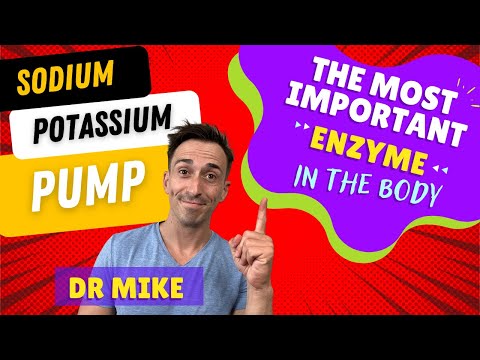 वीडियो: सोडियम पोटेशियम पंप क्यों जरूरी है?