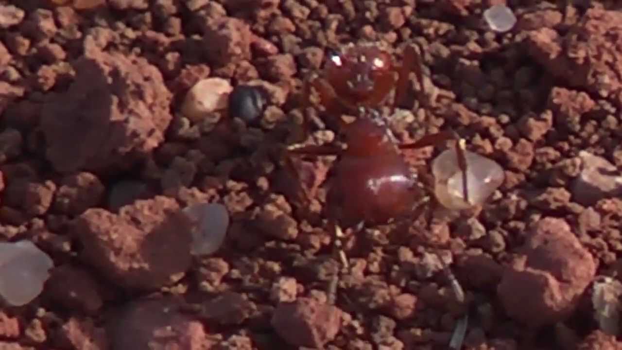 The Bug Guy Pest Control in Oklahoma City YouTube