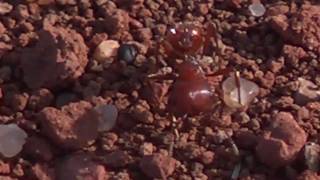 The Bug Guy: Pest Control in Oklahoma City