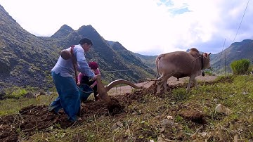MÙ SAY SAY THẨM MÃ ĐÈO - GIỌNG CA ĐỘC LẠ VIỆT NAM TUYỆT PHẨM VÙNG CAO A PÁO