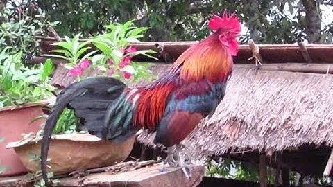 Qaib dib zoo nraug thiab qua zoo 2019