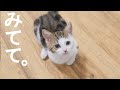 前足が不自由な子猫がキャットタワーの頂上に到達する瞬間を一緒に見届けてください