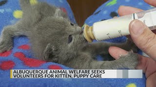 Albuquerque Animal Welfare Department in need of volunteers for kitten, puppy caregivers team