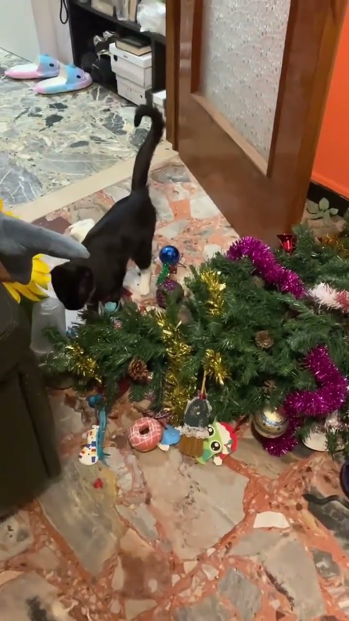 Top des vidéos très mignon