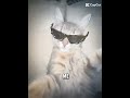 Treat Me Like White Tees Cat Meme Treat Me Like White Tees Cat Meme