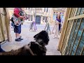 Amazing Public street Busker sings to my Husky, SO CUTE!