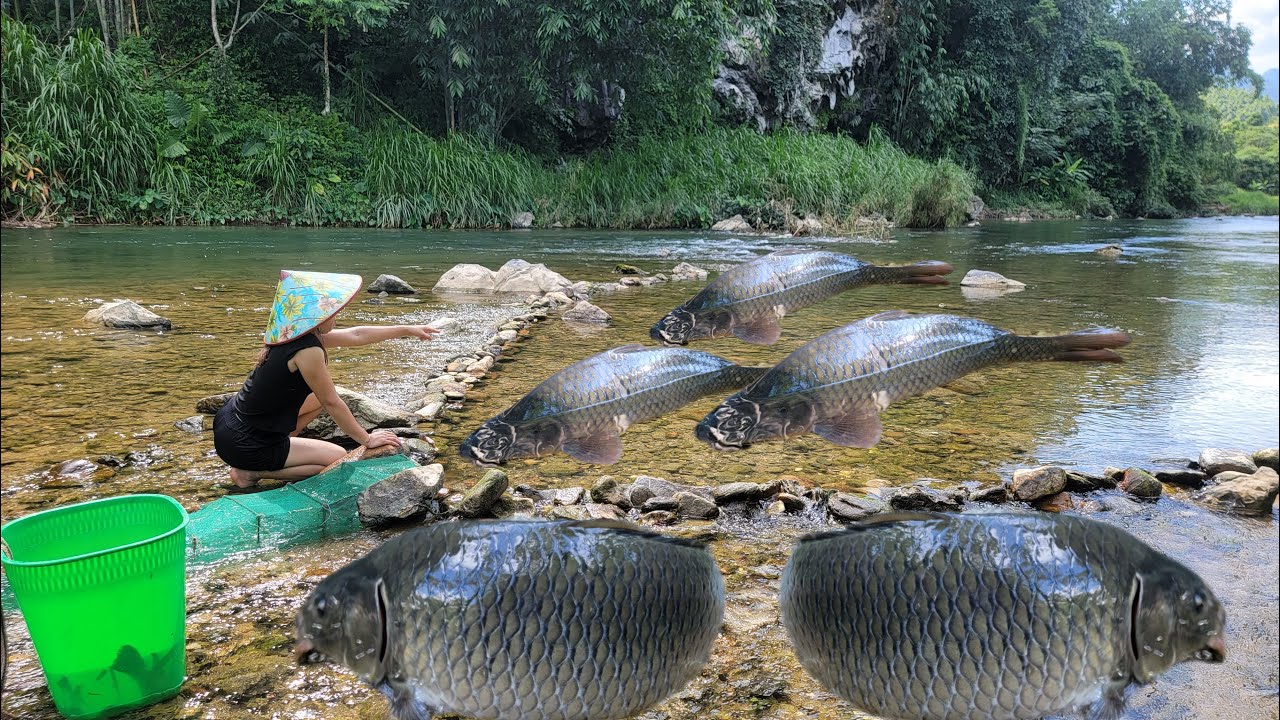 Meet giant fish. How to trap giant fish on the river. Bring the goose ...