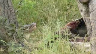 Crocodile Steals A Kill From A Whole Lion Pride