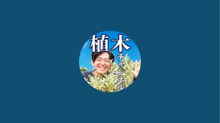 グリーンロケットの植木チャンネル がライブ配信中！