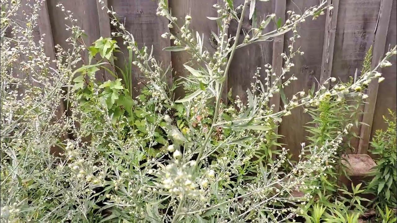 золотарник солидаго. пыльца полыни. амброзия полыннолистная. пыльца сорных трав 2,86. перекрестные аллергены полынь обыкновенная.