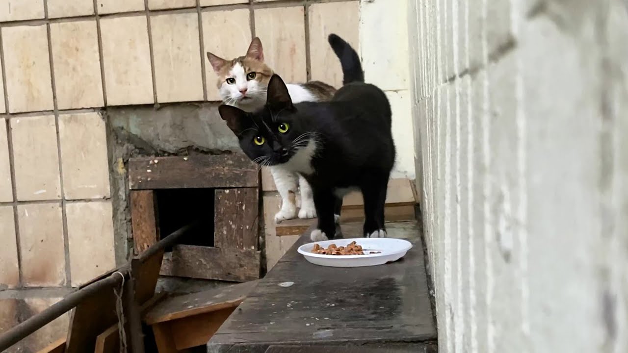 How to feed stray cats YouTube