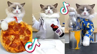That Little Puff | Cats Make Food 😻 | Kitty God & Others | TikTok 2024 #62